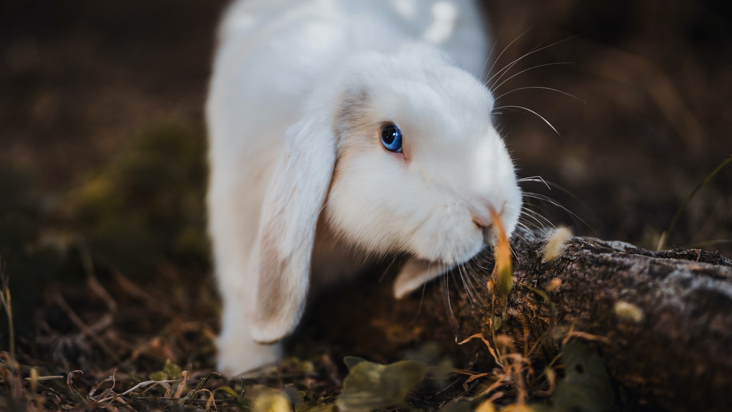当总决赛的枪响震动拉沃尔杯,兹维列夫用私人胜利改写团队规则