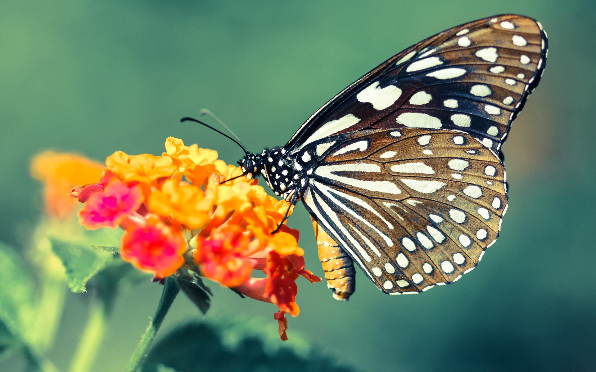 哈兰德惊艳四座，奥地利轻取里昂，新生代巨星的崛起