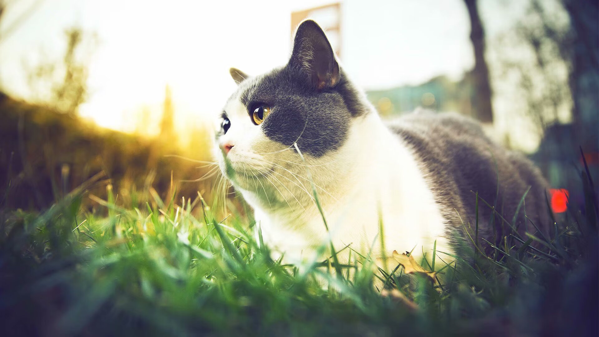 亚平宁战车碾过钢铁洪流，奥利维耶在都灵之夜将德国战车推下悬崖