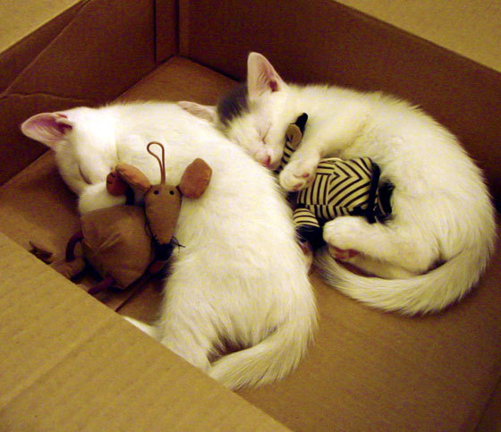 爱游戏官方入口-错位交锋，当德罗赞身披开拓者战袍，独行侠的星辰为何黯淡？