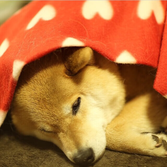 双城记，国家德比的宿命与雨战惠灵顿的倔强