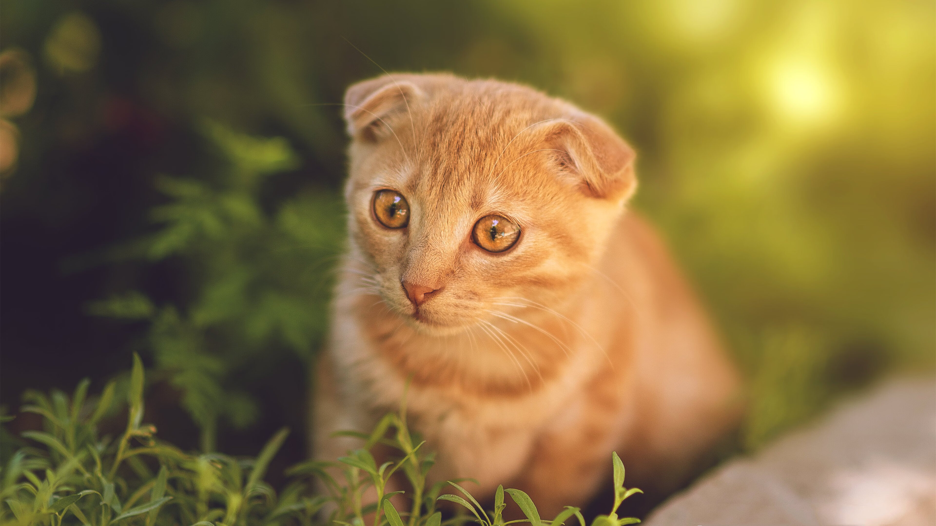 倒戈之夜，凯恩撕裂母队，马德里竞技在墨西哥土地上的战略完胜