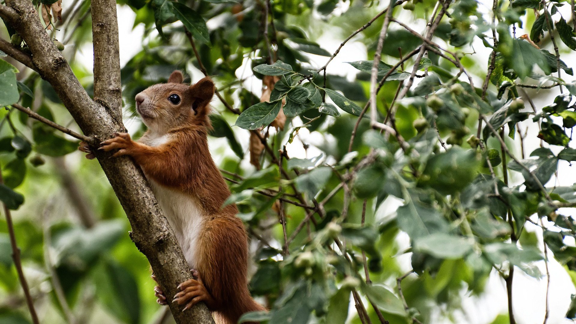 当休斯顿升起新太阳，小贾伦如何让菲尼克斯的恒星黯然失色