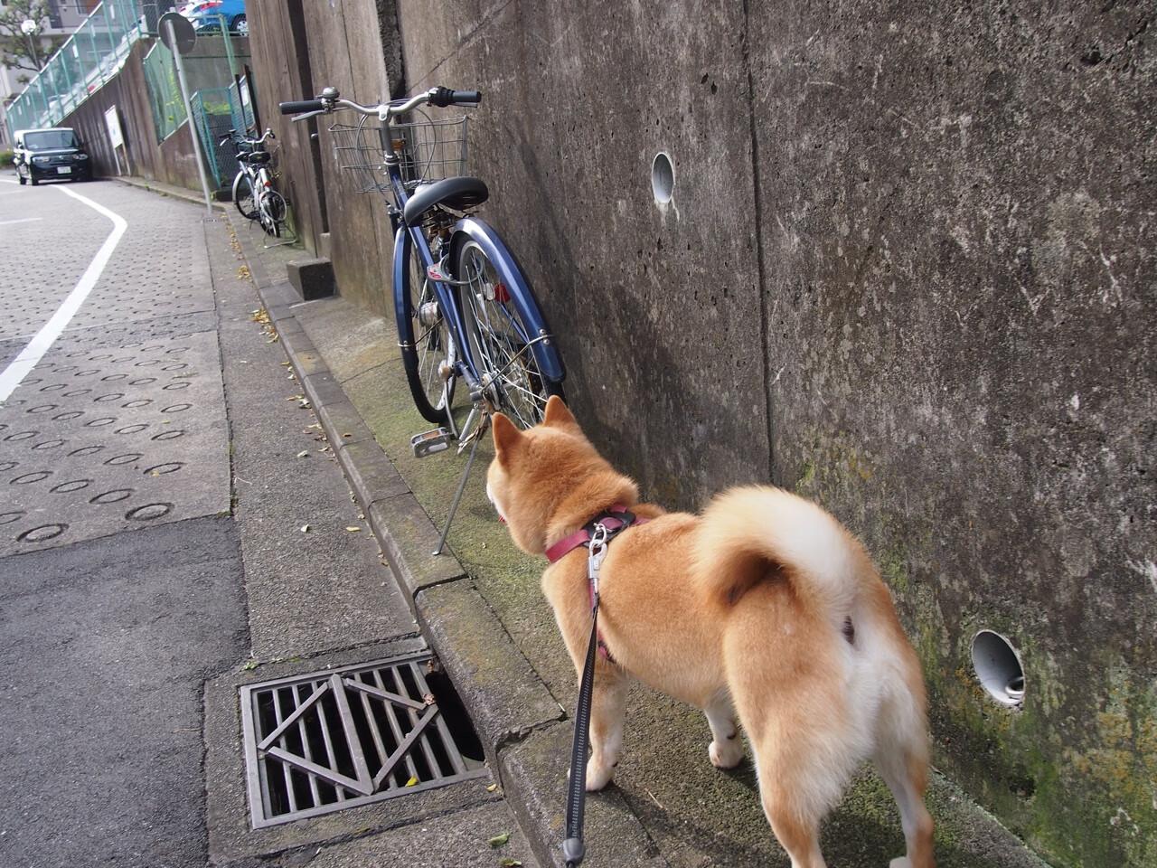 冰封北境与烈焰胡子，当猛龙的铁锁阵遇上评分拉满的哈登