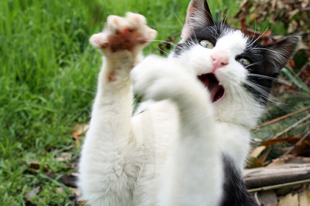 拉梅洛交响乐，一人独奏引领奇才加时掀翻森林狼