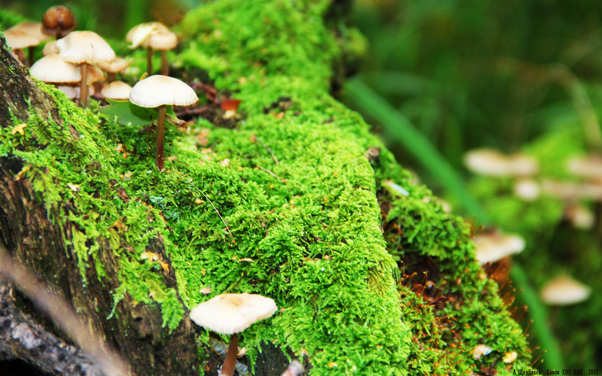 时空裂隙中的决赛，当欧冠决赛夜猛龙速胜新疆队