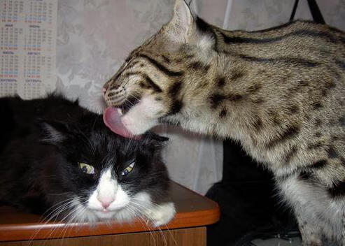 德罗赞弑旧主，一个不可复制的夜晚，他如何彻底打爆太阳防线