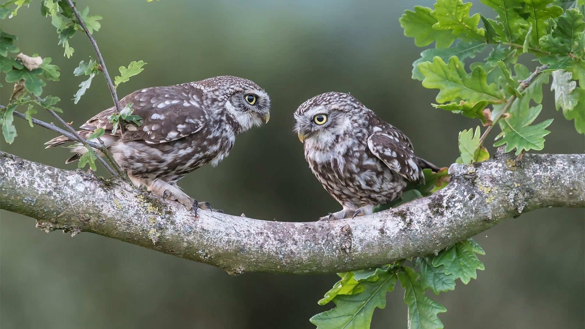 圣杯与王座，当猛龙之心在英超争冠之夜擂响战鼓