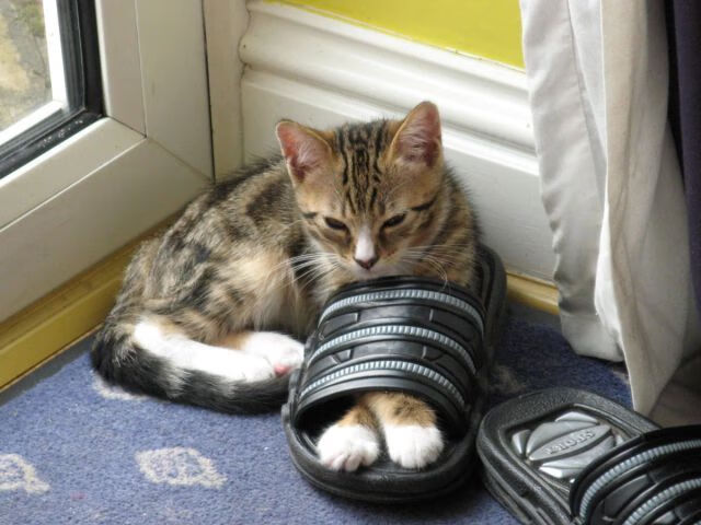 隐形盾与失控棋盘，卡马文加数据爆炸背后，皇家社会如何肢解克罗地亚意志