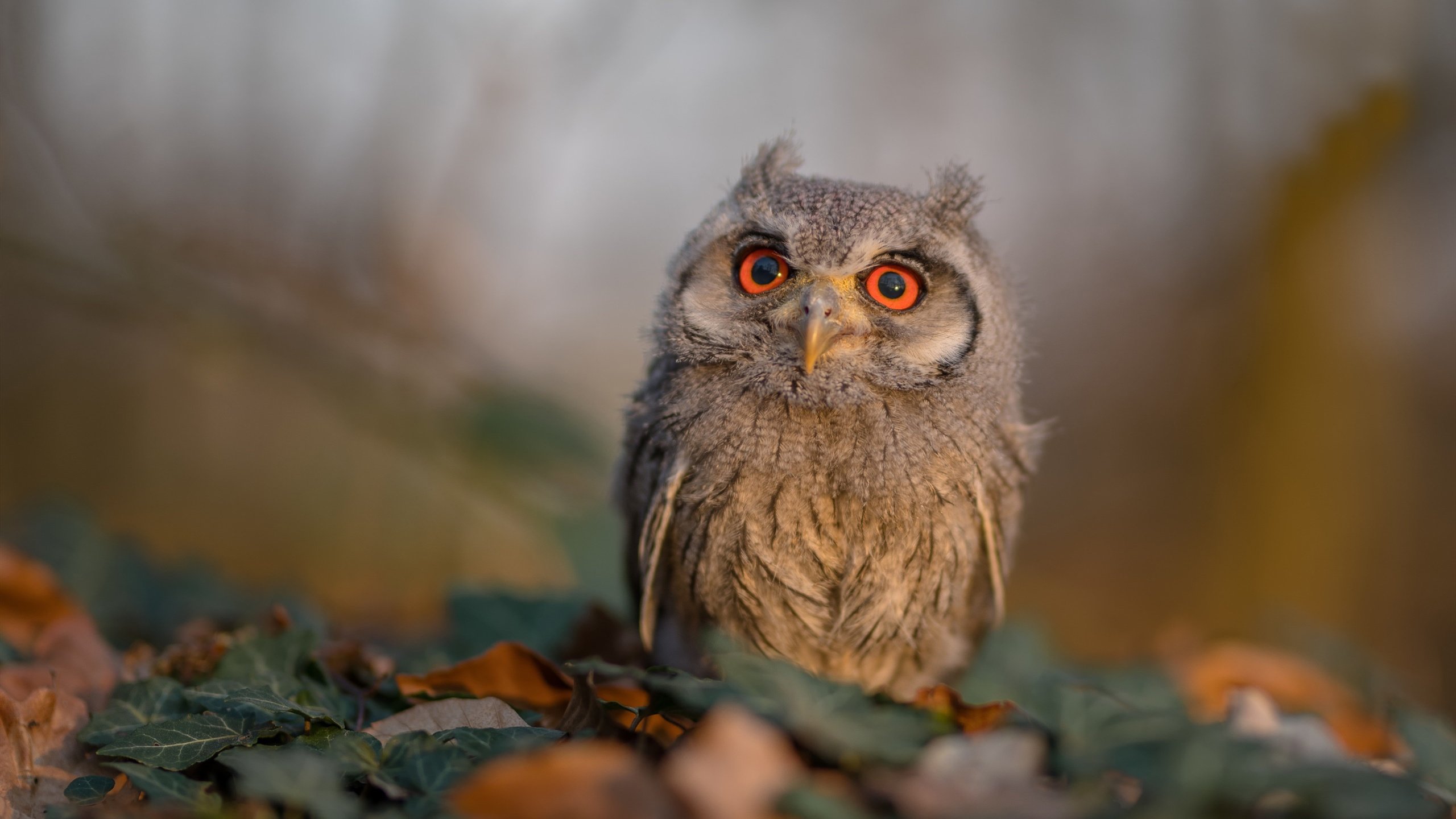 年度焦点之战，利物浦的战术风暴，如何压制西班牙足球的华丽诗篇？