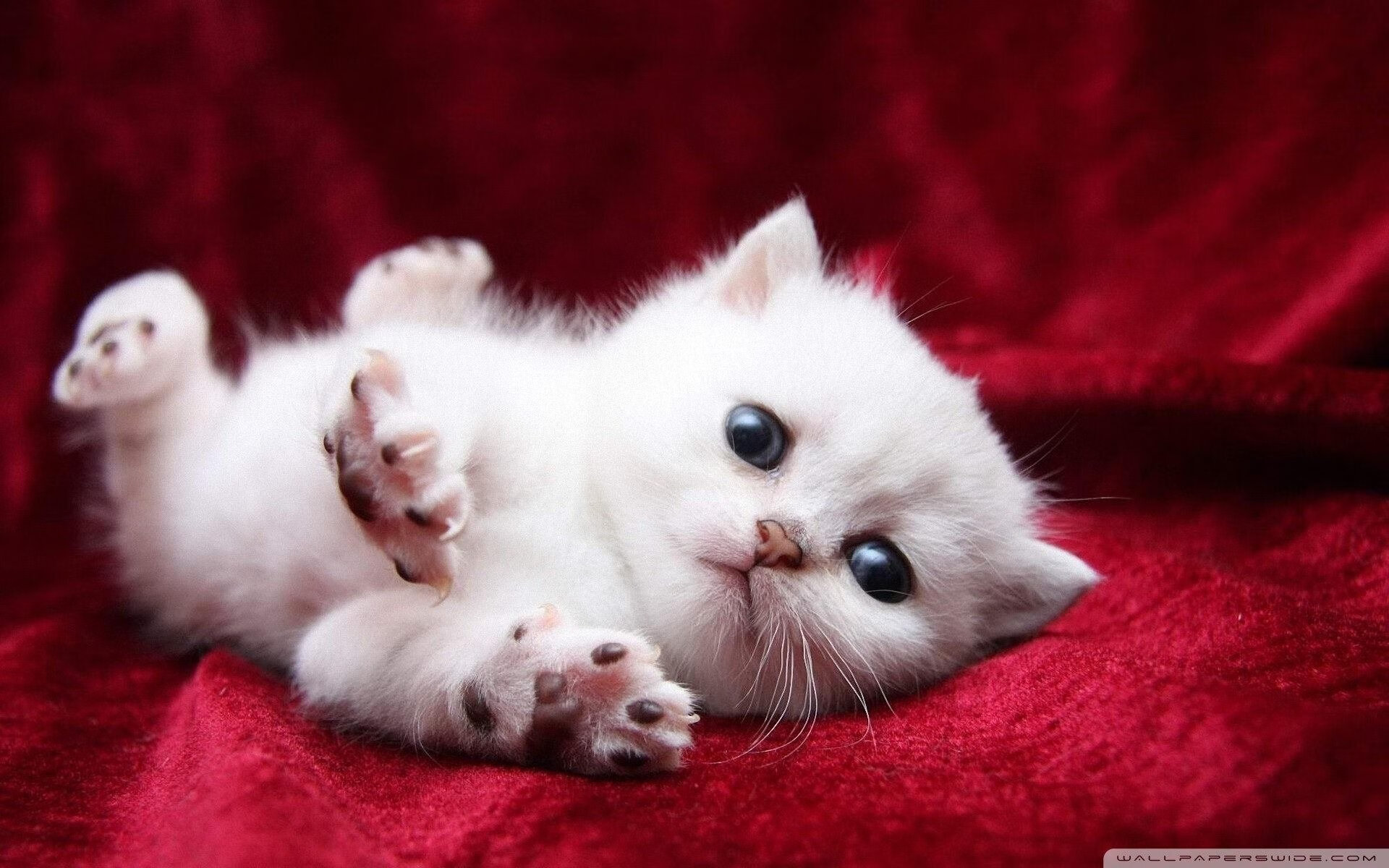 硬汉的胜利！布伦森撕裂步行者铁幕的唯一解法