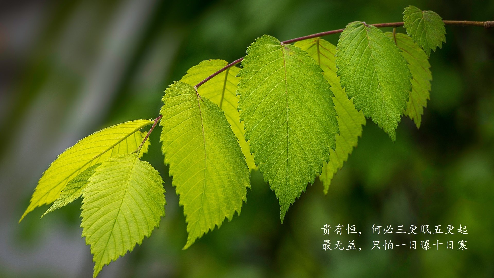 绿茵神迹，当波斯铁骑碾碎桑巴荣光—2026世界杯H组伊朗爆冷背后的控球革命与拉什福德的救赎